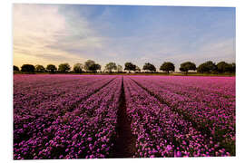 Foam board print Chives Field