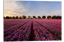 Gallery print Chives Field