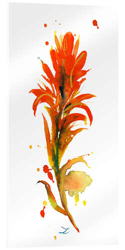 Acrylglas print Indian Paintbrush Flower I