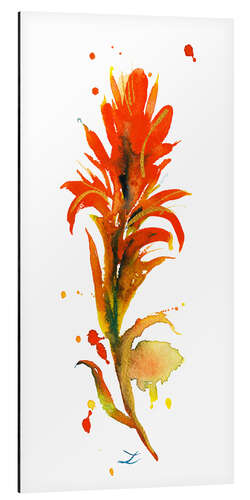 Aluminium print Indian Paintbrush Flower I