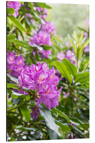 Aluminium print Rhododendron Flower, Pink