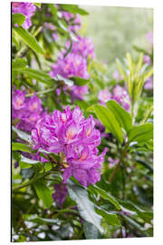 Cuadro de aluminio Rhododendron Flower, Pink