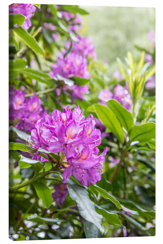 Leinwandbild Rhododendren-Blüte, pink