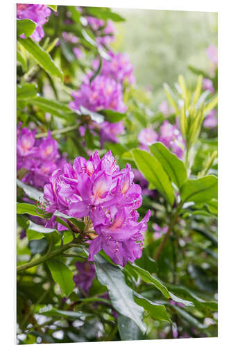 Foam board print Rhododendron Flower, Pink