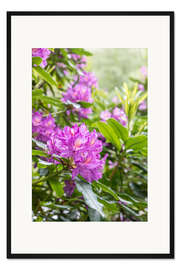 Gerahmter Kunstdruck Rhododendren-Blüte, pink