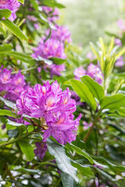 Magnettafel Rhododendren-Blüte, pink