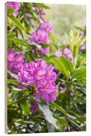 Wood print Rhododendron Flower, Pink