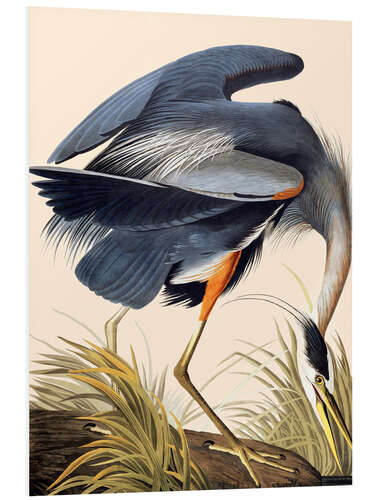 Foam board print Great Blue Heron II