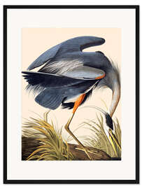 Gerahmter Kunstdruck Graureiher II