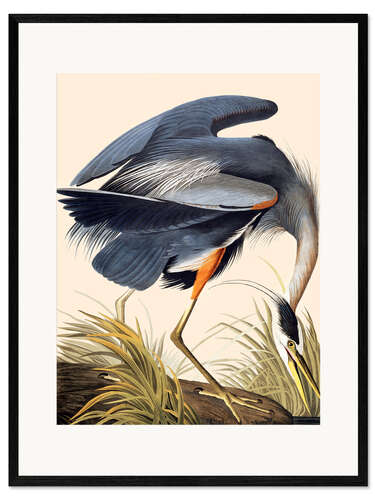 Impresión de arte enmarcada La garza real II