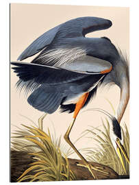 Gallery print Great Blue Heron II