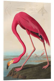 Akrylbilde  American flamingo - The Birds of America - John James Audubon