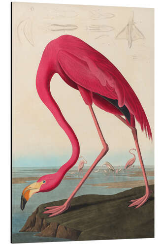 Tableau en aluminium American flamingo - The Birds of America