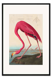 Gerahmter Kunstdruck American flamingo - The Birds of America