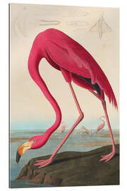 Gallery print American flamingo - The Birds of America