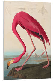 Magnettafel American flamingo - The Birds of America