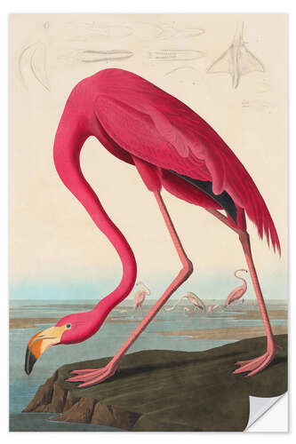 Vinilo para la pared American flamingo - The Birds of America