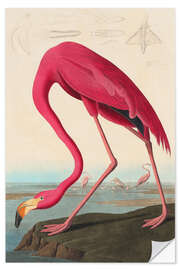 Wandsticker American flamingo - The Birds of America