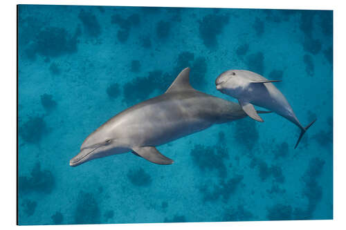 Quadro em alumínio Mama dolphin with baby