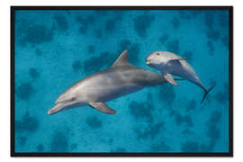Gerahmter Kunstdruck Mama Delfin mit Baby