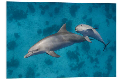 Foam board print Mama dolphin with baby