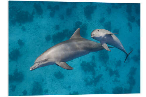 Gallery print Mama dolphin with baby