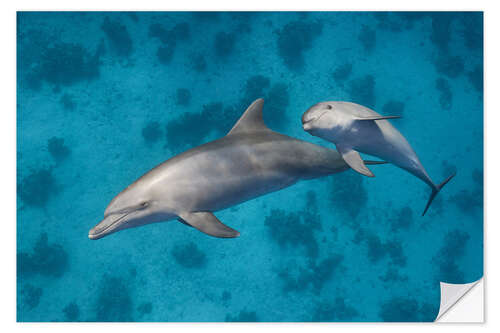 Sticker mural Mama dolphin with baby