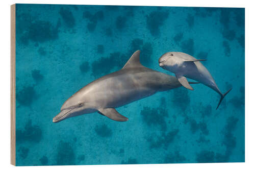 Puutaulu Mama dolphin with baby