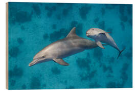 Trebilde Mama dolphin with baby