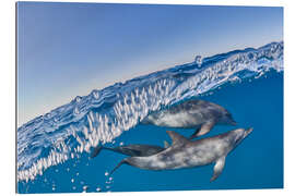 Gallery print Over and underwater view of a dolphins group