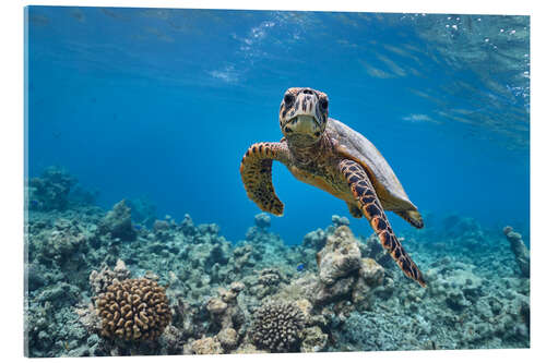 Akryylilasitaulu Underwater portrait of baby sea turtle