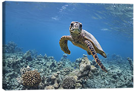 Leinwandbild  Unterwasserporträt einer kleinen Meeresschildkröte - nitrogenic