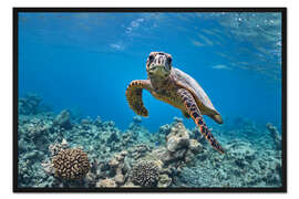 Gerahmter Kunstdruck Unterwasserporträt einer kleinen Meeresschildkröte