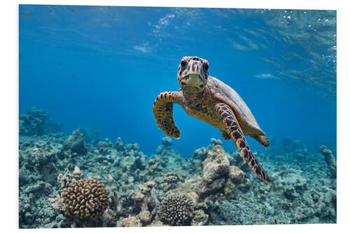 Stampa su PVC Underwater portrait of baby sea turtle