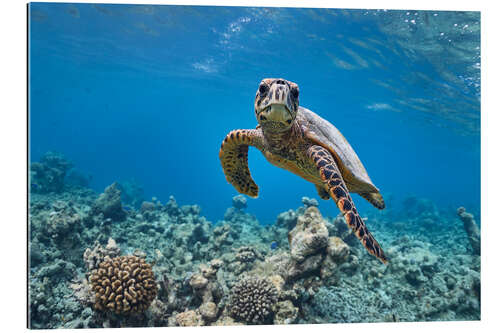 Galleriprint Underwater portrait of baby sea turtle