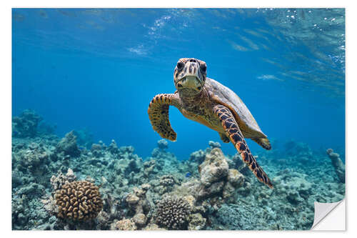 Selvklebende plakat Underwater portrait of baby sea turtle