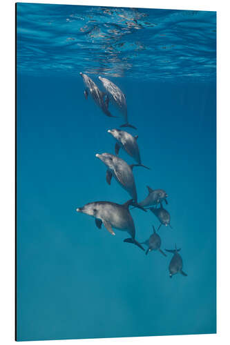 Tableau en aluminium Underwater portrait of dolphins family