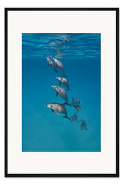 Gerahmter Kunstdruck Unterwasserporträt einer Delfinfamilie