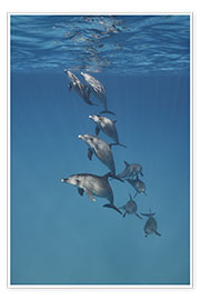 Poster Underwater portrait of dolphins family