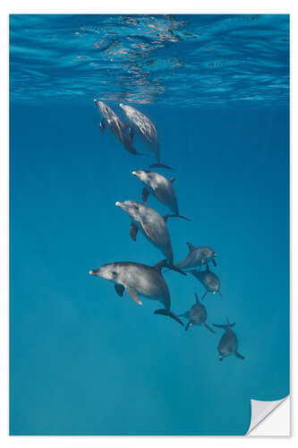 Selvklebende plakat Underwater portrait of dolphins family