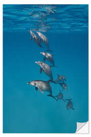 Muursticker Underwater portrait of dolphins family