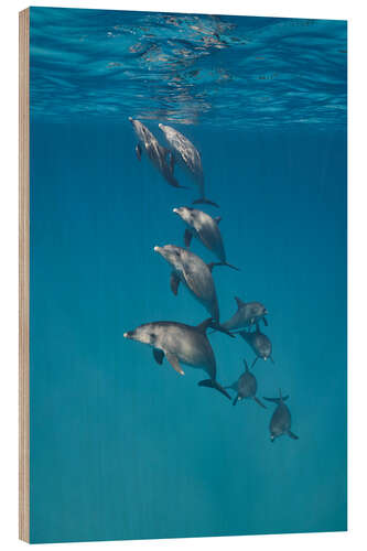 Wood print Underwater portrait of dolphins family