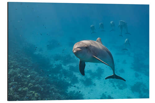 Aluminium print Dolphin portrait with group of dolphin behind