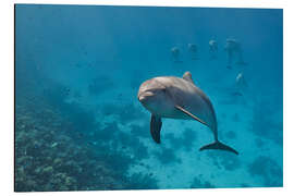 Quadro em alumínio Dolphin portrait with group of dolphin behind