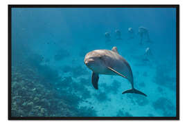 Gerahmter Kunstdruck Delfinporträt mit Delfingruppe dahinter
