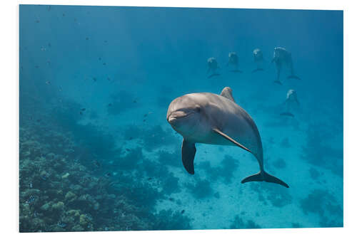 Foam board print Dolphin portrait with group of dolphin behind