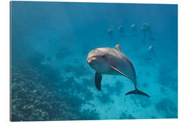 Gallery print Dolphin portrait with group of dolphin behind