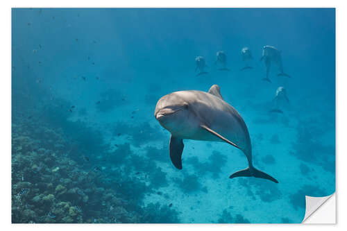 Naklejka na ścianę Dolphin portrait with group of dolphin behind