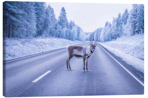 Obraz na płótnie Reindeer on the road
