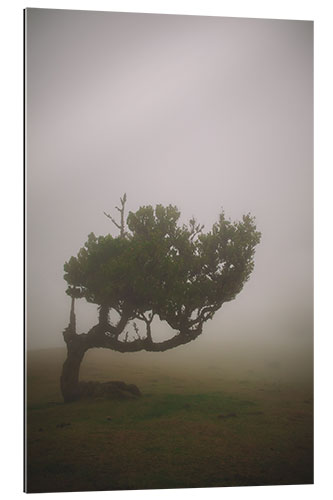 Gallery print Tree in the fog